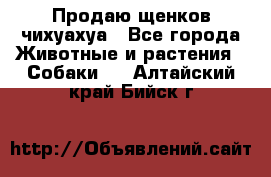 Продаю щенков чихуахуа - Все города Животные и растения » Собаки   . Алтайский край,Бийск г.